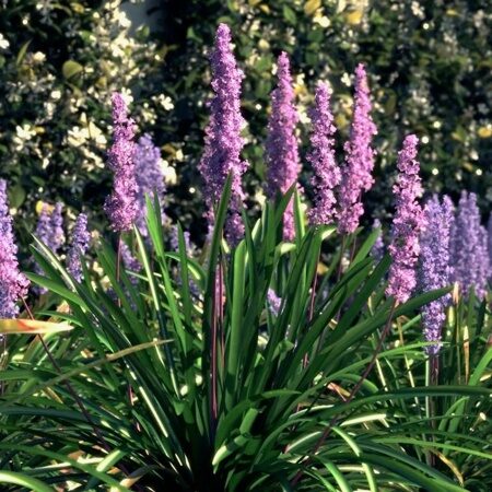 ЛИРИОПЕ МУСКАРИ БИГ БЛУ (Liriope muscari Big Blue ) С1,5