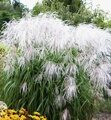 МИСКАНТУС КИТАЙСКИЙ МЕМОРИ (Miscanthus sinensis Memory) С 1,5