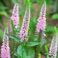 ВЕРОНИКА ДЛИННОЛИСТНАЯ ФЕСТ ЧОЙЗ  (Veronica longifolia First Choice ) С 1,5