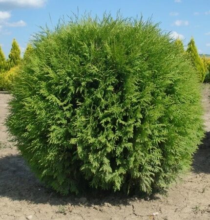 ТУЯ ЗАПАДНАЯ ГЛОБОЗА/ГЛОБОСА (THUJA OCCIDENTALIS GLOBOSA), С2, выс. 40-50 СМ