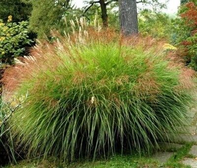 МИСКАНТУС китайский Грацилимус (Miscanthus  Gracillimus.), С3