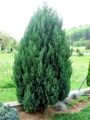 Можжевельник китайский Стрикта (Juniperus chinensis ‘Stricta’)с3 40см