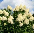 ГОРТЕНЗИЯ МЕТЕЛЬЧАТАЯ ГРАНДИФЛОРА (Hydrangea paniculata Grandiflora) С2
