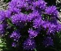 КОЛОКОЛЬЧИК СКРУЧЕННЫЙ СУПЕРБА (Campanula glomerata Superba) С2