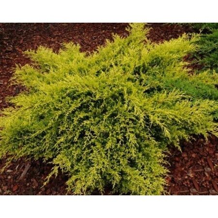 МОЖЖЕВЕЛЬНИК СРЕДНИЙ ОЛД ГОЛД  (Juniperus x pfitzeriana Old Gold),С2