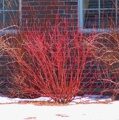 ДЕРЕН БЕЛЫЙ  ЭЛЕГАНТИССИМА (Cornus alba "Elegantissima"),С15