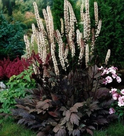 КЛОПОГОН (ЦИМИЦИФУГА) ВЕТВИСТЫЙ АТРОПУРПУРЕА (Actaea simplex Atropurpurea) С2