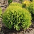 ТУЯ ЗАПАДНАЯ ГОЛДЕН ГЛОБ (Thuja occidentalis 'Golden Globe'), С2, выс. 30-40 см