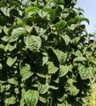 ДЕРЕН КРАСНЫЙ КОМПРЕССА (Cornus sanguinea Compressa) С2