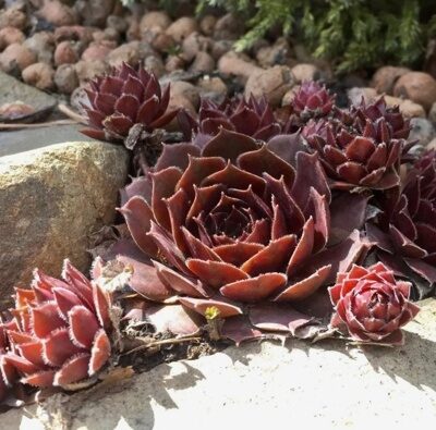 МОЛОДИЛО ПАУТИНИСТОЕ РУБИН (Sempervivum Rubin) С1