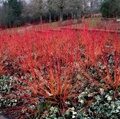 ДЕРЕН БЕЛЫЙ  ЭЛЕГАНТИССИМА (Cornus alba "Elegantissima"),С15