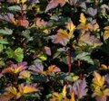 ПУЗЫРЕПЛОДНИК КАЛИНОЛИСТНЫЙ ЖДЕХОВИЦЕ (Physocarpus opulifolius 'Zdechovice') С2