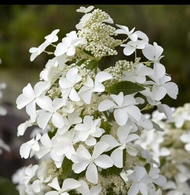 ГОРТЕНЗИЯ МЕТЕЛЬЧАТАЯ ЛЕВАНА (Hydrangea paniculata Levana) С2