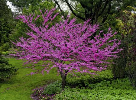 БОГРЯННИК (ЦЕРЦИС) (Cercis siliquastrum), С5