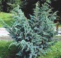 МОЖЖЕВЕЛЬНИК КИТАЙСКИЙ БЛЮ АЛЬПС  (Juniperus chinensis 'Blue Alps'),С2