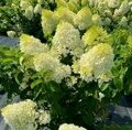 ГОРТЕНЗИЯ МЕТЕЛЬЧАТАЯСИЛЬВЕР ДОЛЛАР (Hydrangea paniculata Silver Dollar) С2