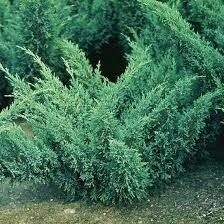 МОЖЖЕВЕЛЬНИК КАЗАЦКИЙ БЛАУ  (Juniperus chinensis 'Blaauw''),С5