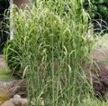 МИСКАНТУС ГИГАНТСКИЙ АЛЛИГАТОР (Miscanthus sinensis Aligator) С1,5