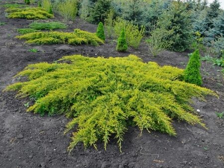 МОЖЖЕВЕЛЬНИК СРЕДНИЙ ПФИТЗЕРИАНА АУРЕА (Juniperus media Pfitzeriana Aurea) С2