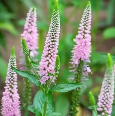 ВЕРОНИКА ДЛИННОЛИСТНАЯ ФЕСТ ЧОЙЗ  (Veronica longifolia First Choice ) С 1,5
