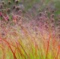 ПРОСО ПРУТЬЕВИДНОЕ СКВО (Panicum virgatum Squaw) С1,5