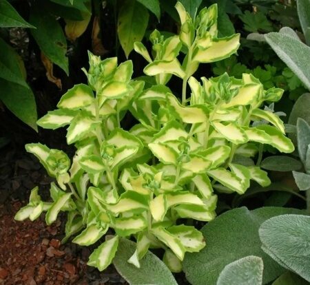 ОЧИТОК (СЕДУМ) БЕЛОРОЗОВЫЙ МЕДИАВАРИЕГАТУМ (Sedum Mediavariegatum) С2