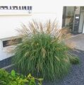 МИСКАНТУС КИТАЙСКИЙ АДАЖИО (Miscanthus sinensis Adagio) С1,5