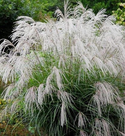 МИСКАНТУС КИТАЙСКИЙ СИЛЬВЕР ЧАРМ (Miscanthus sinensis Silver Charm) С 1,5