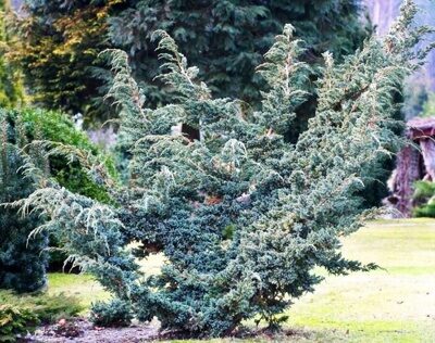 Можжевельник чешуйчатый Мейери (Juniperus squamata Meyeri)с3