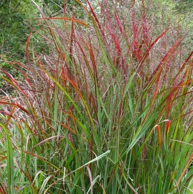 ПРОСО ПРУТЬЕВИДНОЕ СКВО (Panicum virgatum Squaw) С1,5