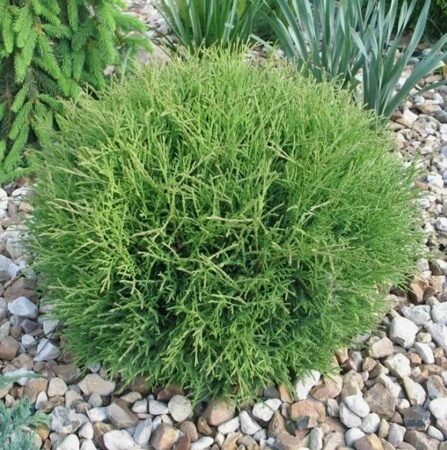 ТУЯ ЗАПАДНАЯ МИСТЕР БОУЛИНГ БОЛЛ (Thuja occidentalis Mr. Bowling Ball) С2