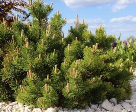 СОСНА ГОРНАЯ ПУМИЛИО (Pinus mugo Pumilio), С20