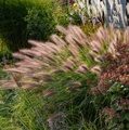 ПЕННИСЕТУМ ЛИСОХВОСТНЫЙ РЕД ХЭД (Pennisetum alopecuroides Red Head) С1,5