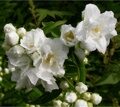 ЧУБУШНИК (ЖАСМИН) БУКЕТ БЛАНК (Philadelphus Bouquet Blanc) С2