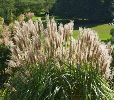 МИСКАНТУС КИТАЙСКИЙ ГРАЦИЕЛЛА (Miscanthus sinensis Graciella) С15