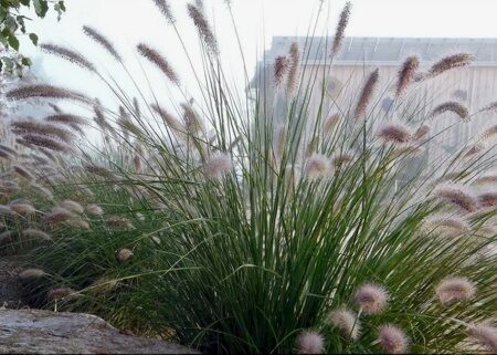 ПЕННИСЕТУМ ЛИСОХВОСТНЫЙ ВИРИДЕСЦЕНС (Pennisetum Viridescens) С1,5
