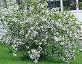 ВЕЙГЕЛА КАНДИДА (Weigela Candida) С2