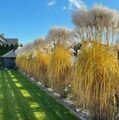 МИСКАНТУС КИТАЙСКИЙ МЕМОРИ (Miscanthus sinensis Memory) С 1,5