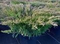 МОЖЖЕВЕЛЬНИК ГОРИЗОНТАЛЬНЫЙ АНДОРРА КОМПАКТА  (Juniperus horizontalis "Andorra Compact"),С2