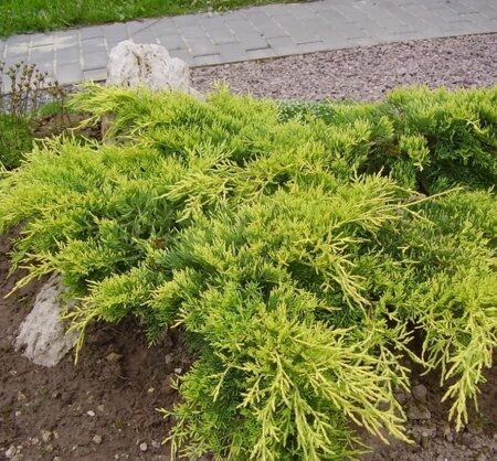 МОЖЖЕВЕЛЬНИК СРЕДНИЙ ГОЛД КОСТ (Juniperus x pfitzeriana Golden Coast) С2
