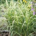 МИСКАНТУС ГИГАНТСКИЙ АЛЛИГАТОР (Miscanthus sinensis Aligator) С1,5