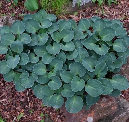 ХОСТА БЛЮ МАУС ИРС (Hosta Blue Mouse Ears) С2
