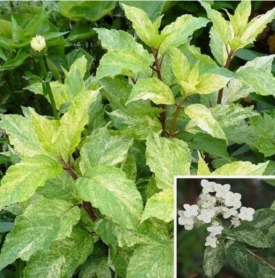ГОРТЕНЗИЯ МЕТЕЛЬЧАТАЯ ШИКОКУ ФЛЭШ (Hydrangea paniculata Shikoku Flash) С2