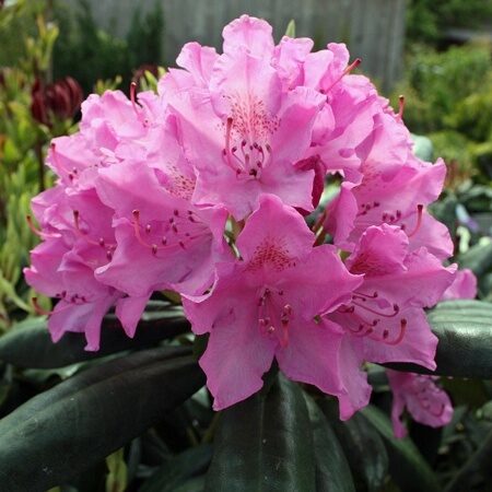 РОДОДЕНДРОН Розеум Элеганс (Rhododendron Roseum Elegans), С3