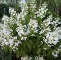 ГОРТЕНЗИЯ МЕТЕЛЬЧАТАЯ ЛЕВАНА (Hydrangea paniculata Levana) С2