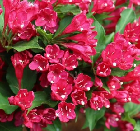 ВЕЙГЕЛА БРИСТОЛ РУБИ (Weigela Bristol Ruby), С3