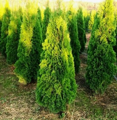 ТУЯ ЗАПАДНАЯ СМАРАГД (Thuja occidentalis Smaragd) С2, 90-100 см