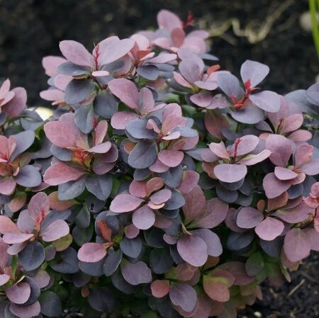 БАРБАРИС ТУНБЕРГА КОНКОРД (Berberis thunbergii Concorde),С2