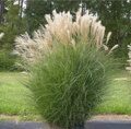 МИСКАНТУС КИТАЙСКИЙ ГРАЦИЕЛЛА (Miscanthus sinensis Graciella) С15