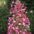 ГОРТЕНЗИЯ МЕТЕЛЬЧАТАЯ РУБИ (Hydrangea paniculata Ruby) С2